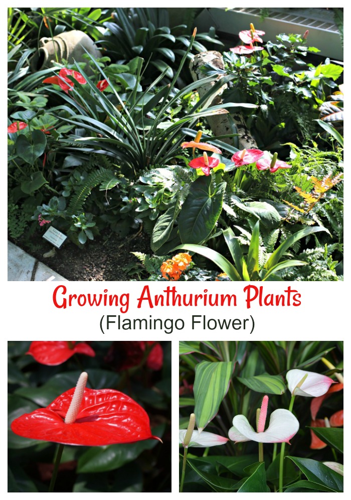 Download Anthurium Cultivation Pdf In Sinhala Software